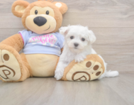 7 week old Maltese Puppy For Sale - Lone Star Pups