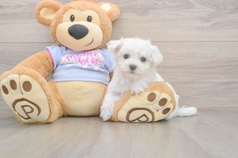 8 week old Maltese Puppy For Sale - Lone Star Pups