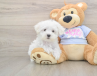 7 week old Maltese Puppy For Sale - Lone Star Pups