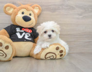 8 week old Maltese Puppy For Sale - Lone Star Pups