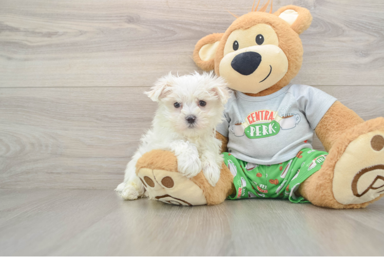 Maltese Pup Being Cute