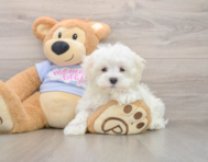 8 week old Maltese Puppy For Sale - Lone Star Pups