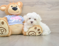 7 week old Maltese Puppy For Sale - Lone Star Pups