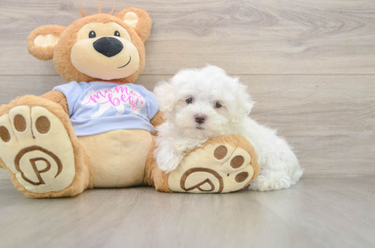 Friendly Maltese Baby