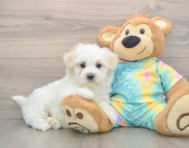 7 week old Maltese Puppy For Sale - Lone Star Pups
