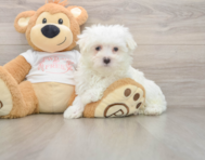 7 week old Maltese Puppy For Sale - Lone Star Pups