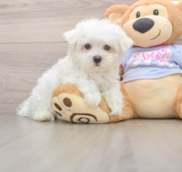 7 week old Maltese Puppy For Sale - Lone Star Pups