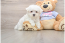 Maltese Puppy for Adoption