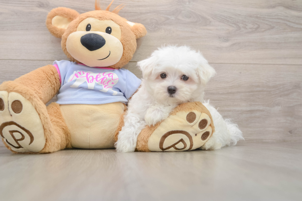 Maltese Puppy for Adoption