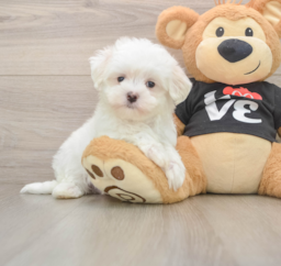 7 week old Maltese Puppy For Sale - Lone Star Pups