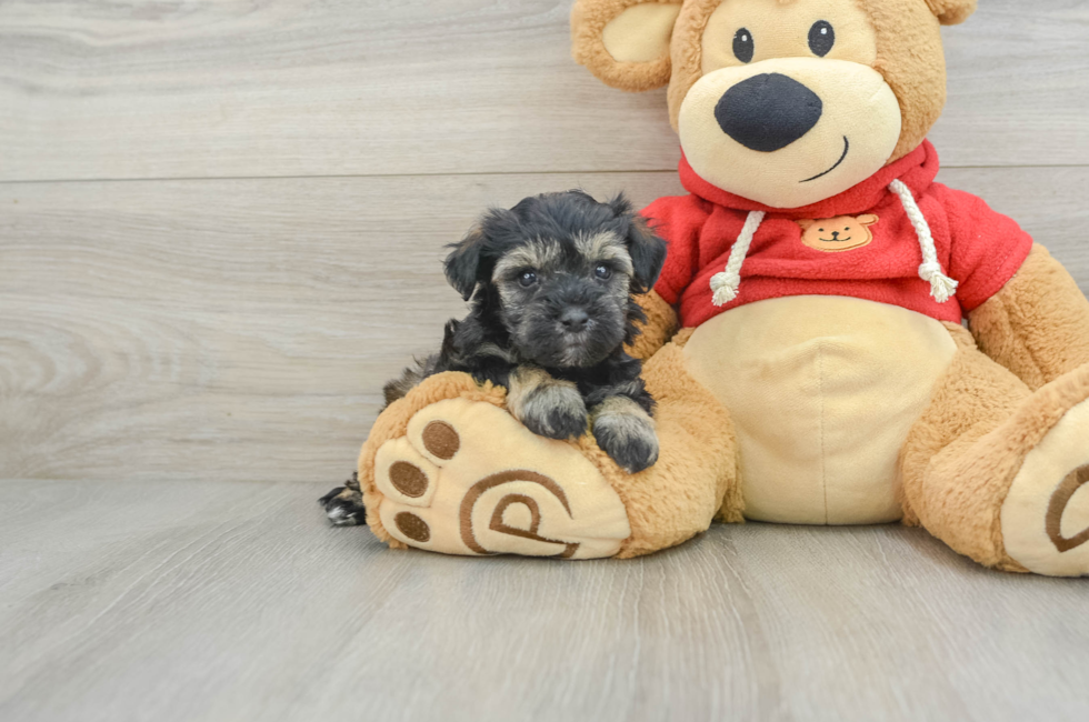 8 week old Mini Schnoodle Puppy For Sale - Lone Star Pups