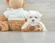 8 week old Maltese Puppy For Sale - Lone Star Pups