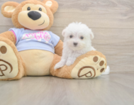 7 week old Maltese Puppy For Sale - Lone Star Pups