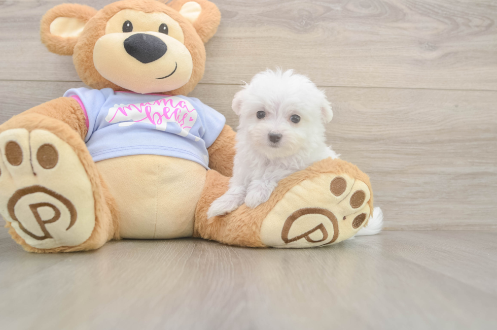 8 week old Maltese Puppy For Sale - Lone Star Pups