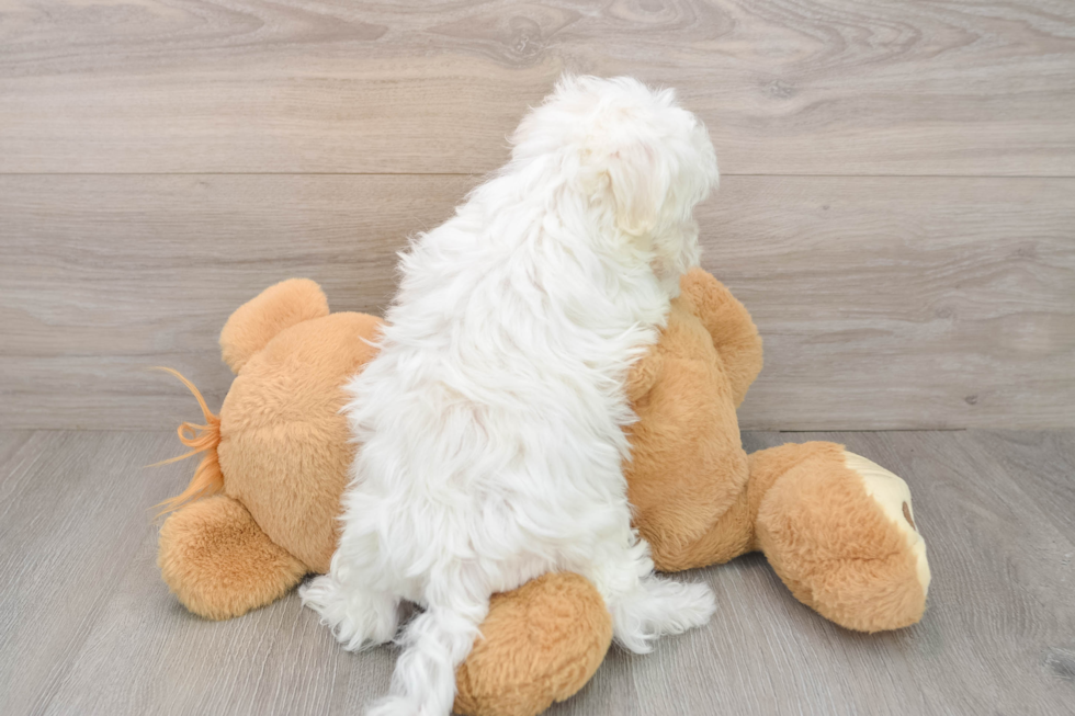 Akc Registered Maltese Baby