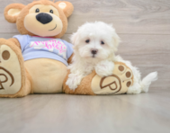 8 week old Maltese Puppy For Sale - Lone Star Pups