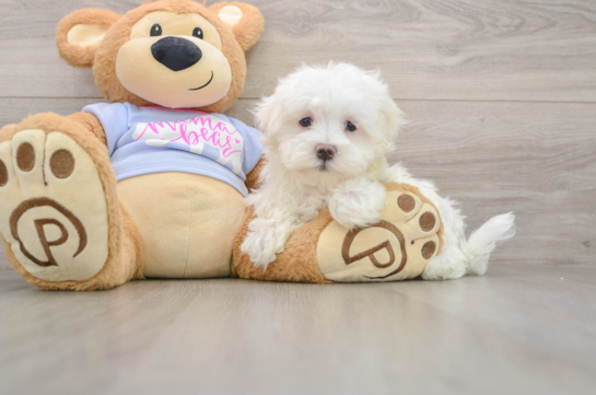 Maltese Puppy for Adoption