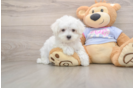 Maltese Pup Being Cute