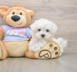 7 week old Maltese Puppy For Sale - Lone Star Pups