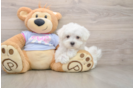 Maltese Puppy for Adoption