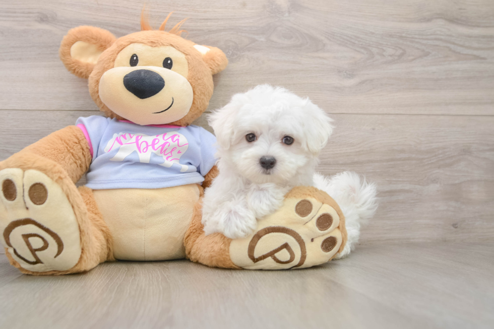 Maltese Puppy for Adoption