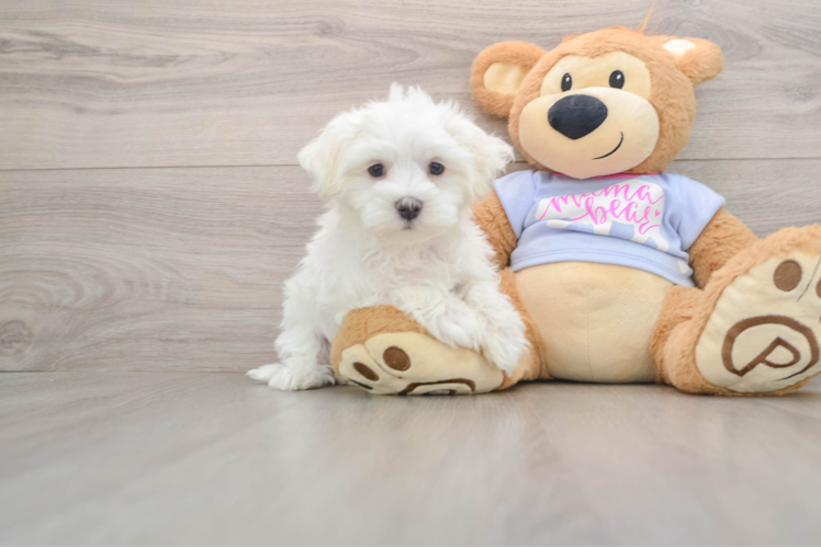 Maltese Puppy for Adoption