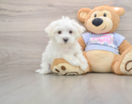 8 week old Maltese Puppy For Sale - Lone Star Pups