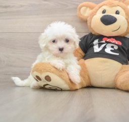 7 week old Maltese Puppy For Sale - Lone Star Pups