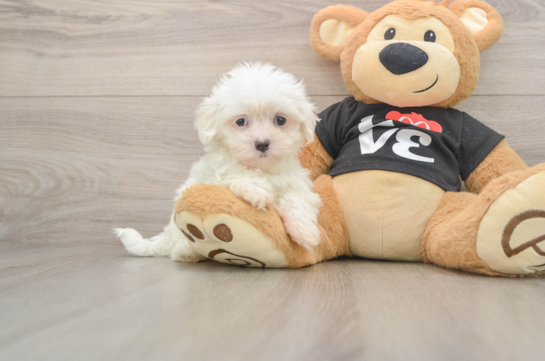 Maltese Pup Being Cute