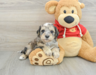 8 week old Mini Schnoodle Puppy For Sale - Lone Star Pups