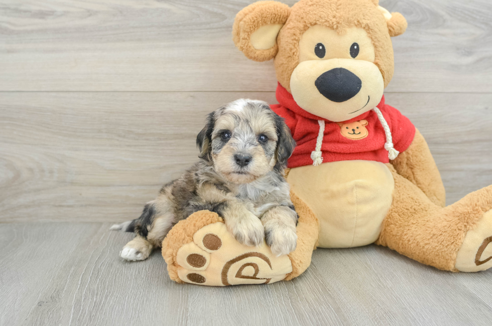 8 week old Mini Schnoodle Puppy For Sale - Lone Star Pups