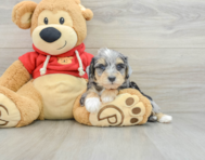 8 week old Mini Schnoodle Puppy For Sale - Lone Star Pups