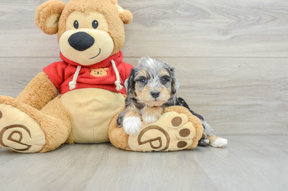 8 week old Mini Schnoodle Puppy For Sale - Lone Star Pups