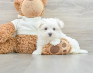 8 week old Maltese Puppy For Sale - Lone Star Pups