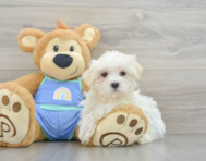 9 week old Maltese Puppy For Sale - Lone Star Pups