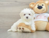 8 week old Maltese Puppy For Sale - Lone Star Pups