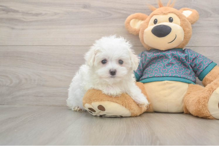 Sweet Maltese Purebred Puppy