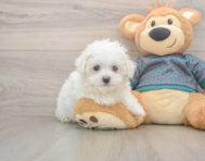8 week old Maltese Puppy For Sale - Lone Star Pups