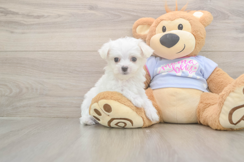 8 week old Maltese Puppy For Sale - Lone Star Pups