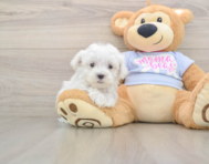 7 week old Maltese Puppy For Sale - Lone Star Pups