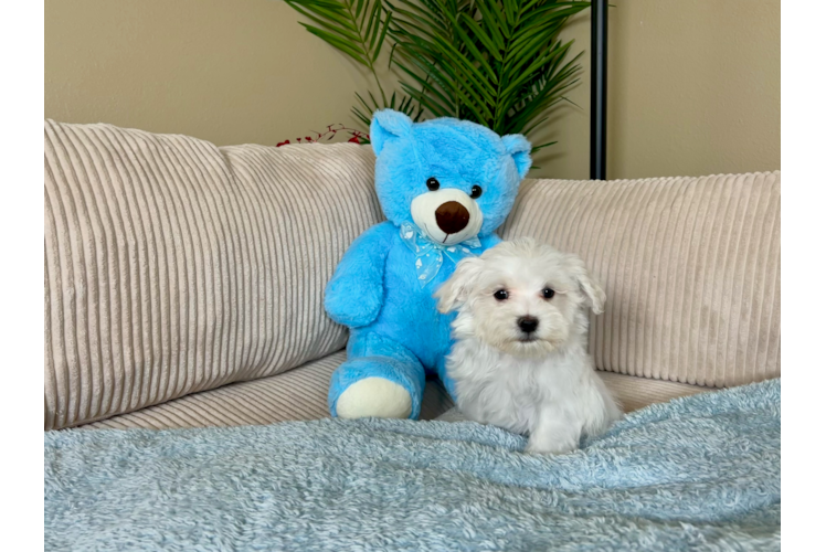 Maltese Pup Being Cute