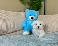 9 week old Maltese Puppy For Sale - Lone Star Pups