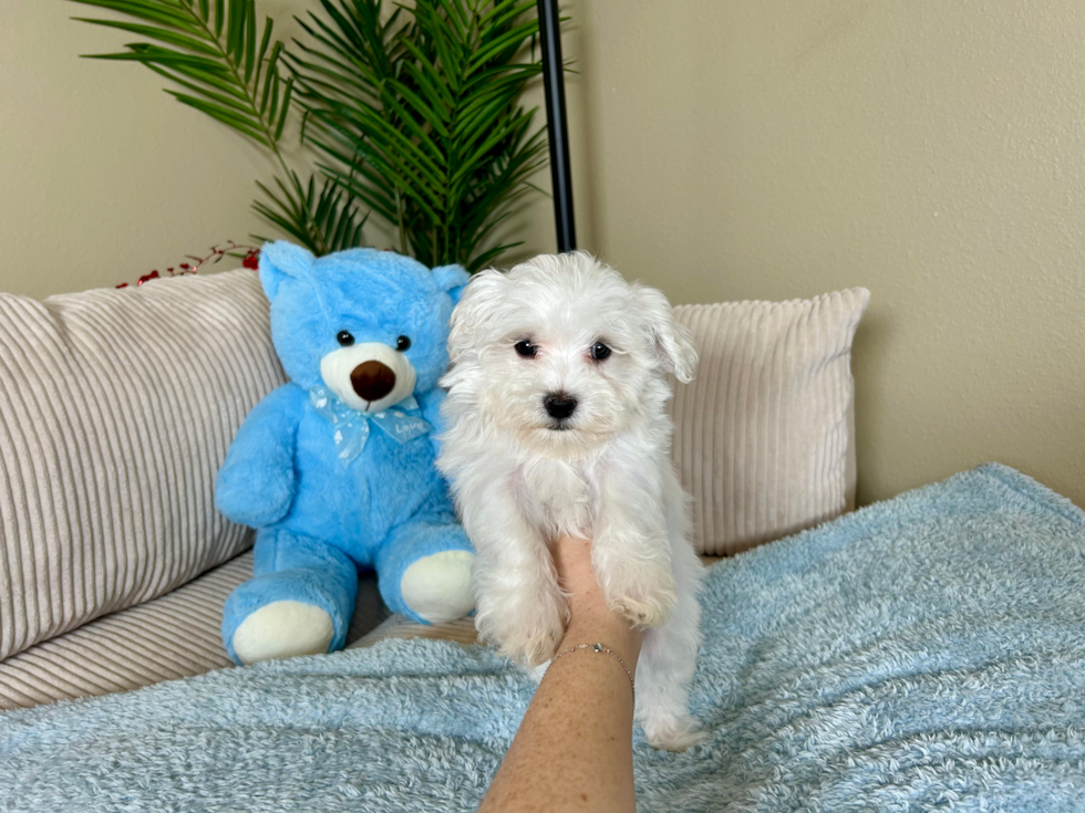 Maltese Puppy for Adoption