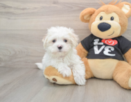 8 week old Maltese Puppy For Sale - Lone Star Pups