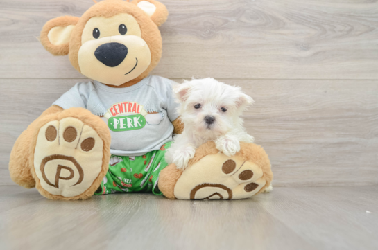 Maltese Puppy for Adoption