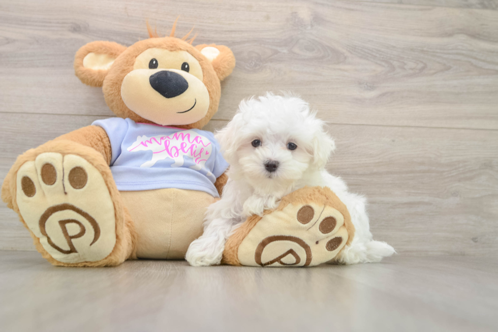 Maltese Pup Being Cute