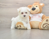 7 week old Maltese Puppy For Sale - Lone Star Pups