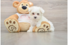 Maltese Puppy for Adoption