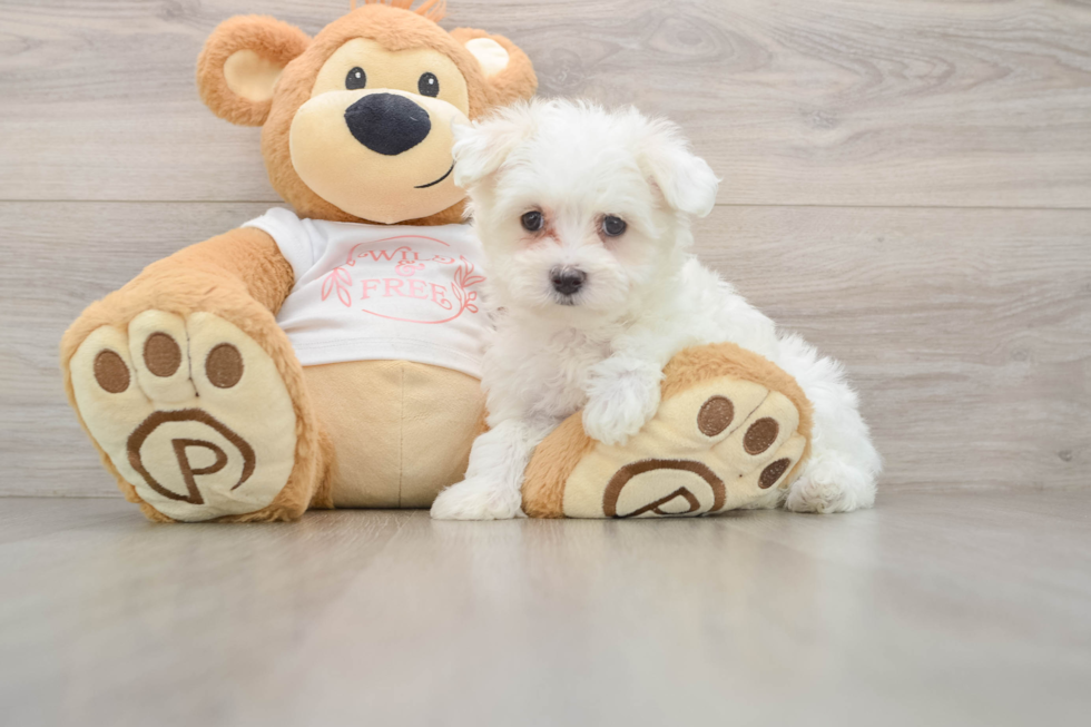 Maltese Puppy for Adoption