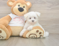 8 week old Maltese Puppy For Sale - Lone Star Pups